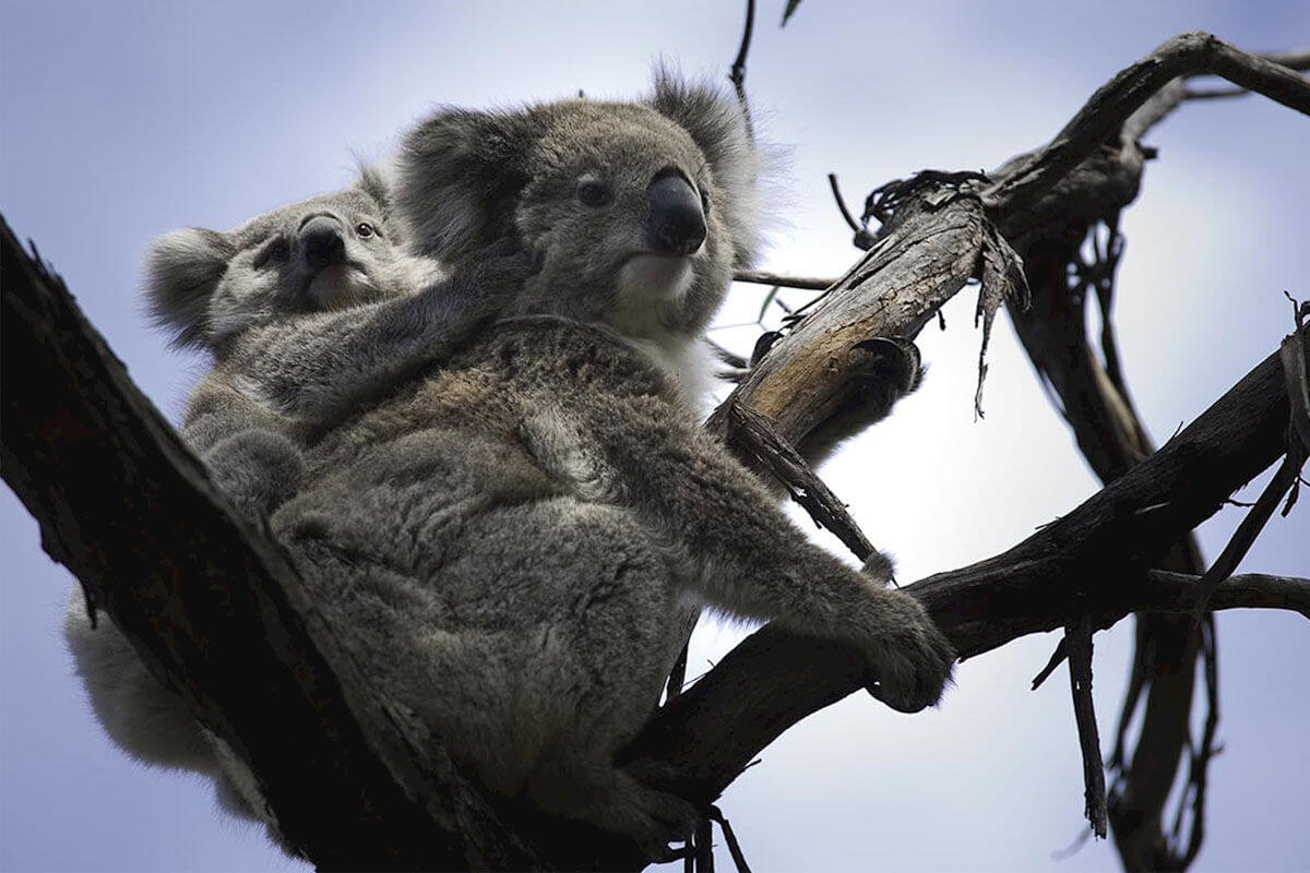 Raymond Island  Koala Trail