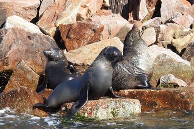 Lonsdale Eco Cruises